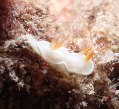 Ardeadoris angustolutea