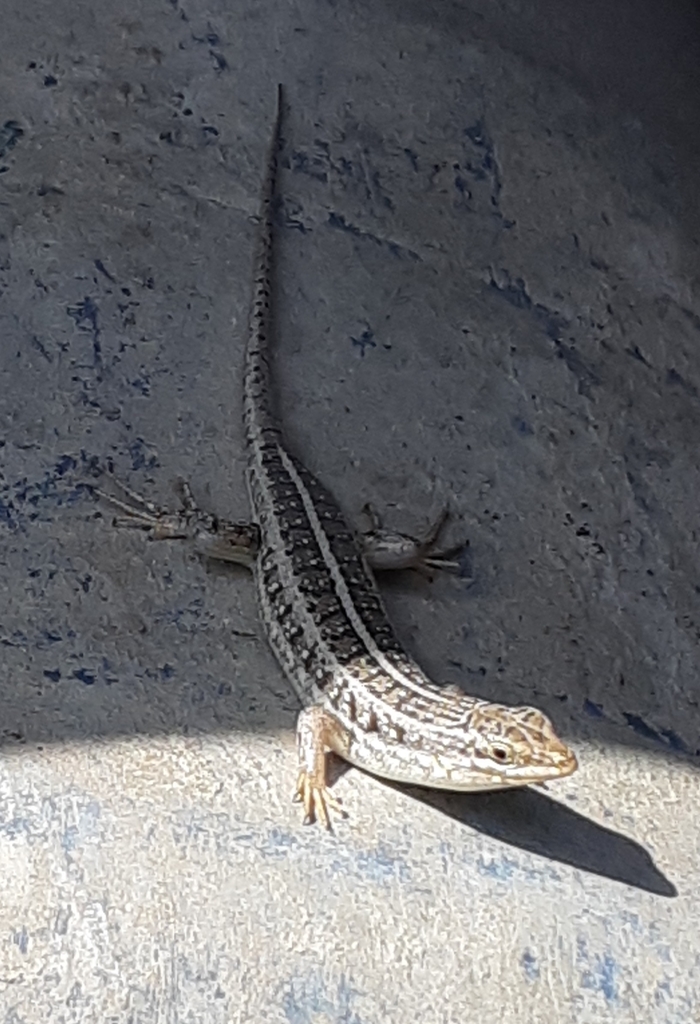 Hildebrandt's Skink