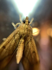 Anarmodia