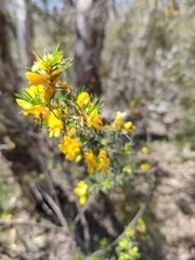 Pultenaea acerosa