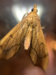 Anarmodia