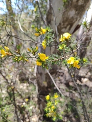 Pultenaea acerosa