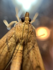 Anarmodia
