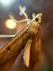 Anarmodia
