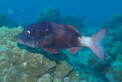 Parupeneus insularis