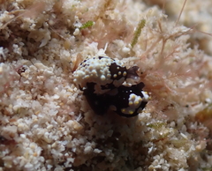 Colpodaspis thompsoni