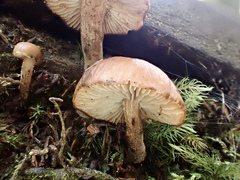 Neolentinus adhaerens