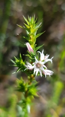 Sprengelia incarnata