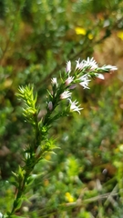 Sprengelia incarnata