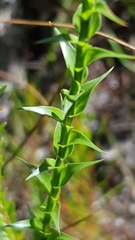 Sprengelia incarnata