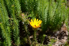 Oedera capensis