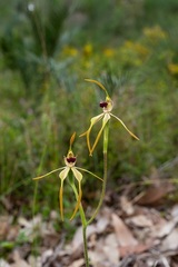 Caladenia magniclavata