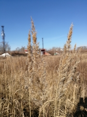 Calamagrostis epigejos