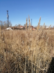 Calamagrostis epigejos