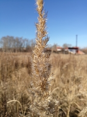 Calamagrostis epigejos