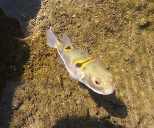 Eclipse puffer (Takifugu ocellatus) — Tetraodontidae — 4