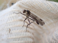 Homalocnemis
