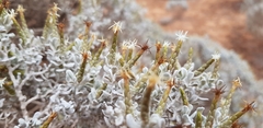 Cratystylis conocephala