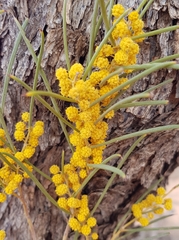 Acacia papyrocarpa