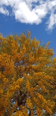Acacia papyrocarpa