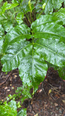 Dysoxylum spectabile