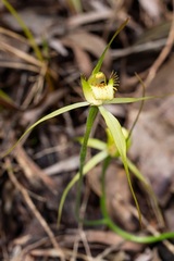 Caladenia citrina
