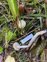 Tricholoma platyphyllum