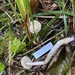 Tricholoma platyphyllum - Photo (c) Ann Goddard, algunos derechos reservados (CC BY-NC), subido por Ann Goddard