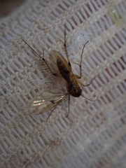 Mycetophila colorata