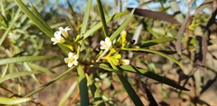 Myoporum platycarpum