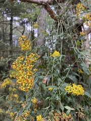 Senecio scandens incisus