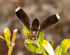 Lomatiinae
