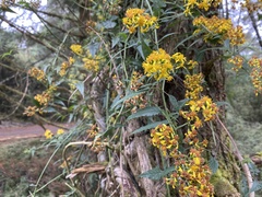 Senecio scandens incisus