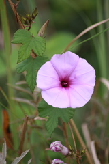 Ipomoea ficifolia