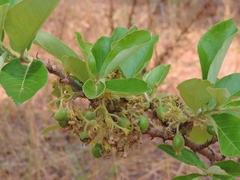 Vangueriopsis lanciflora