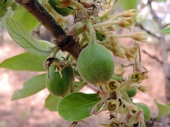 Vangueriopsis lanciflora