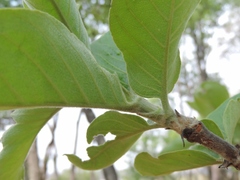 Vangueriopsis lanciflora