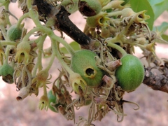Vangueriopsis lanciflora