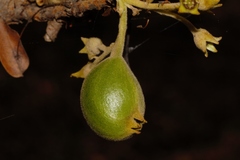 Vangueriopsis lanciflora