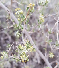 Nitraria billardierei