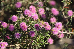 Melaleuca scabra