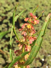 Rumex bidens