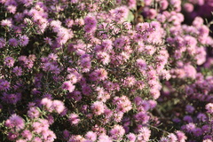 Melaleuca scabra
