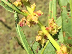 Rumex bidens