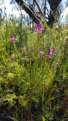 Comesperma ericinum