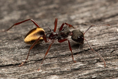 Dolichoderus extensispinus