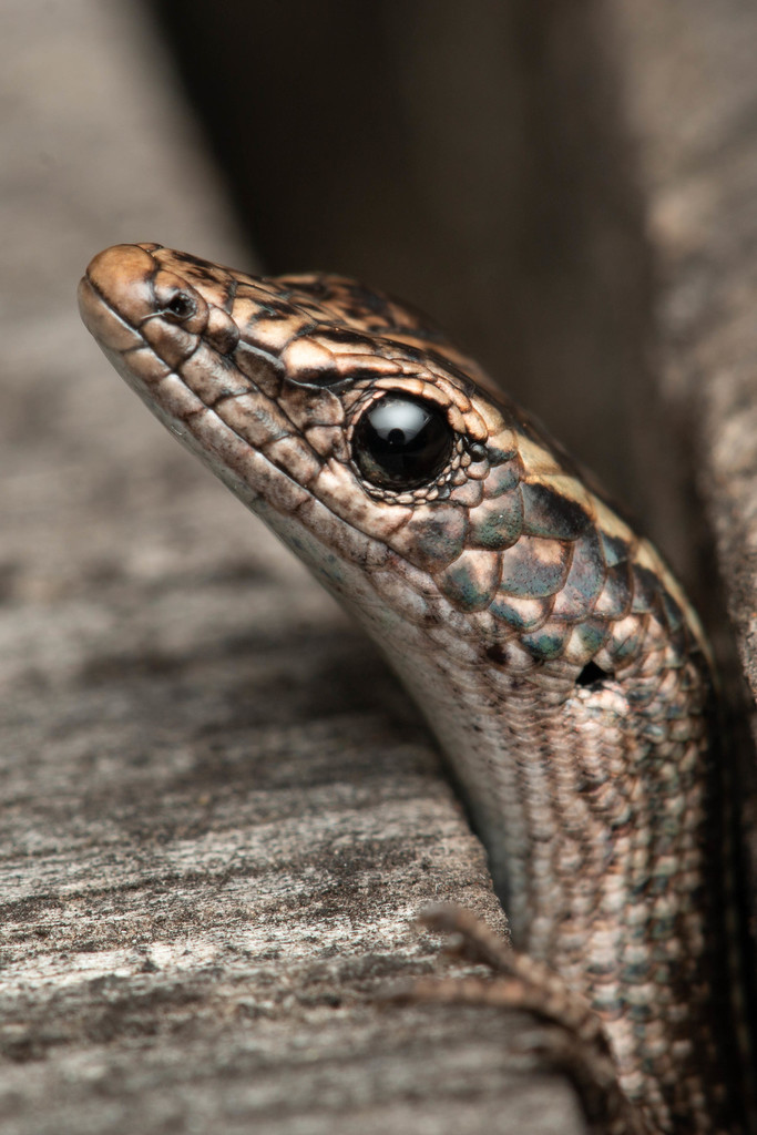 Cryptoblepharus virgatus