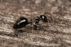 Technomyrmex sophiae