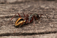 Dolichoderus extensispinus