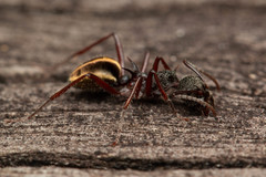 Dolichoderus extensispinus